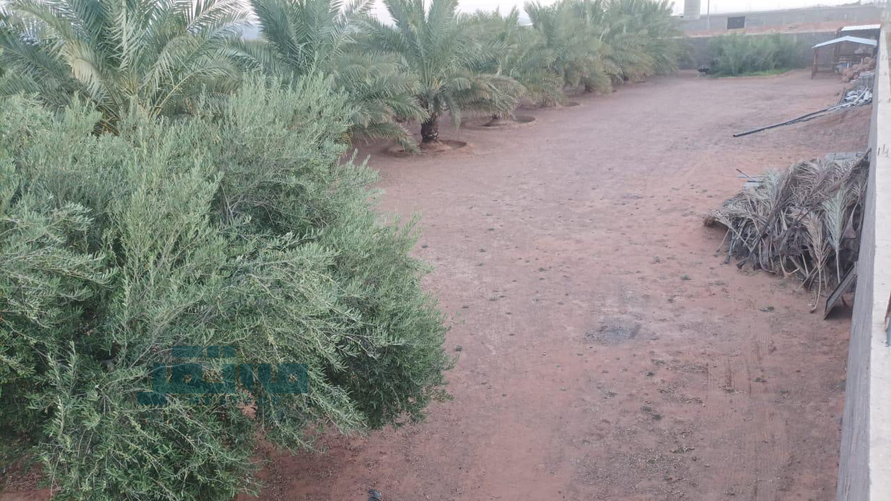 مزرعة للبيع في حي القاعد حائل — صورة 4